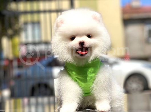 Biblo Gibi Pomeranian Oğlumuz White