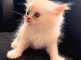Full secereli Beyaz Golden NY11 British LongHair Orjinal ırk saf kan