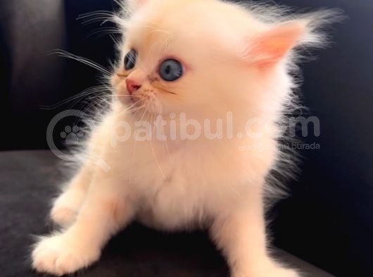 Full Secereli Beyaz Golden Ny11 British Longhair Orjinal Irk Saf Kan
