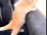 Full Secereli Beyaz Golden Ny11 British Longhair Orjinal Irk Saf Kan