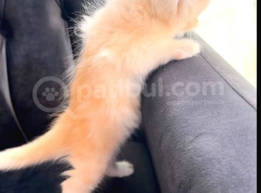 Full Secereli Beyaz Golden Ny11 British Longhair Orjinal Irk Saf Kan görsel