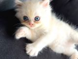 Full Secereli Beyaz Golden Ny11 British Longhair Orjinal Irk Saf Kan