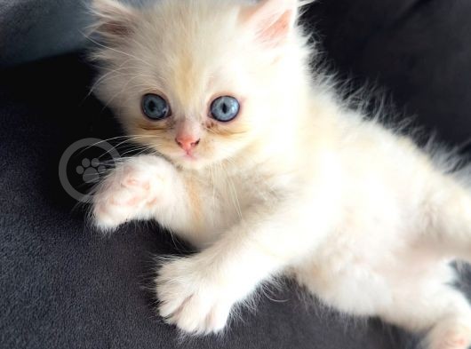 Full Secereli Beyaz Golden Ny11 British Longhair Orjinal Irk Saf Kan görsel