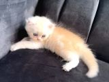 Full Secereli Beyaz Golden Ny11 British Longhair Orjinal Irk Saf Kan
