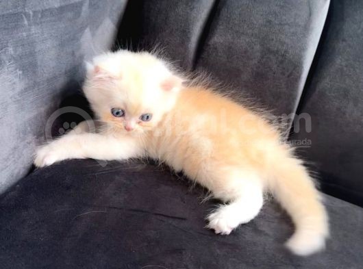 Full Secereli Beyaz Golden Ny11 British Longhair Orjinal Irk Saf Kan görsel
