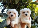 Kar Beyaz Maltese Bebeklerimiz