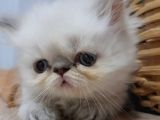 Exotic Shorthair Dişi Ve Erkek Yavrular