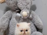 Exotic Shorthair Dişi Ve Erkek Yavrular