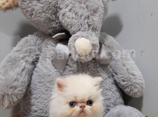 Exotic Shorthair Dişi Ve Erkek Yavrular görsel