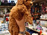 2 Aylık Toy Poodle Yavru