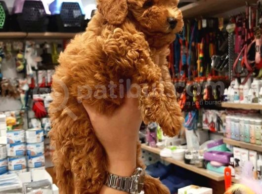 2 Aylık Toy Poodle Yavru görsel