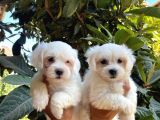 Kar Beyaz Maltese Bebeklerimiz