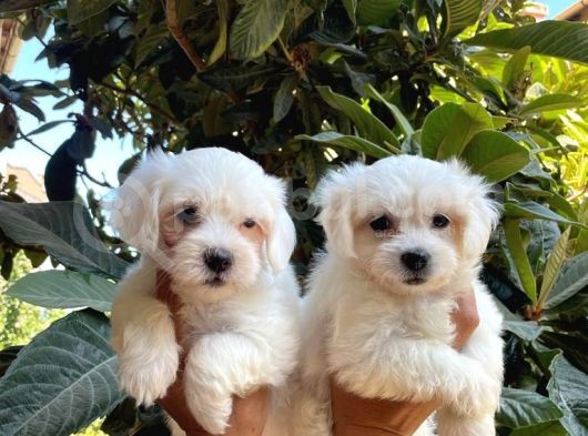 Kar Beyaz Maltese Bebeklerimiz