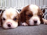 Cavalier King Charles Yavrularımız