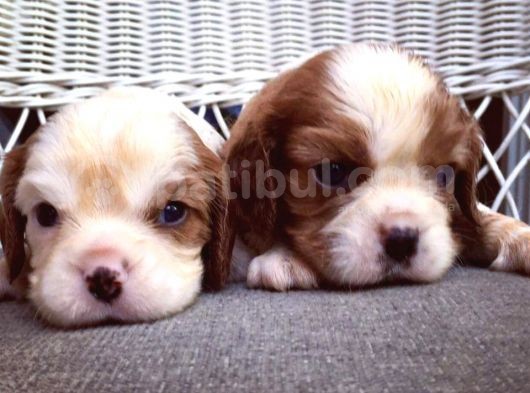 Cavalier King Charles Yavrularımız görsel