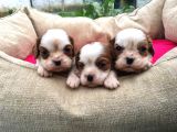 Cavalier King Charles Yavrularımız