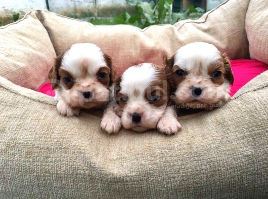 Cavalier King Charles Yavrularımız