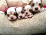 Cavalier King Charles Yavrularımız