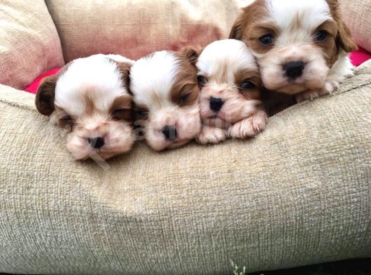 Cavalier King Charles Yavrularımız görsel