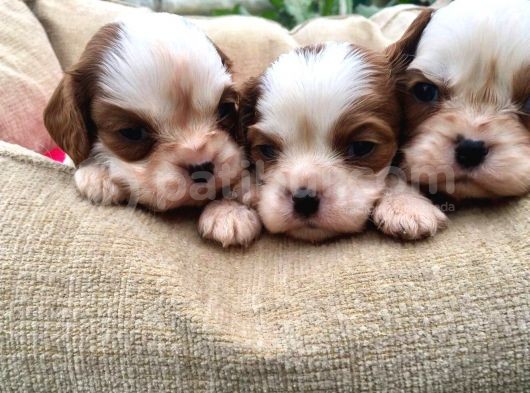 Cavalier King Charles Yavrularımız görsel