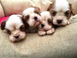 Cavalier King Charles Yavrularımız