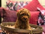 RED BROWN TOY POODLE YAVRULARIM