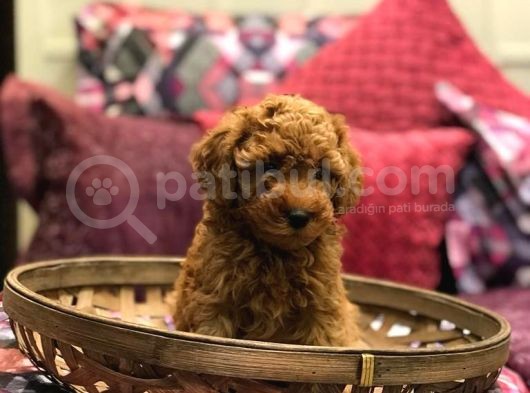 Red Brown Toy Poodle Yavrularim