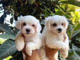 Kar Beyaz Maltese Bebeklerimiz