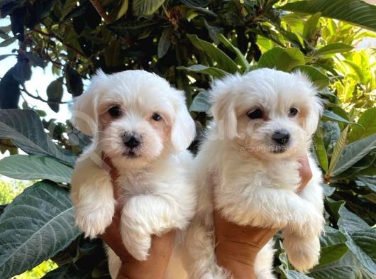Kar Beyaz Maltese Bebeklerimiz görsel