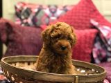 Red Brown Toy Poodle Yavrularim