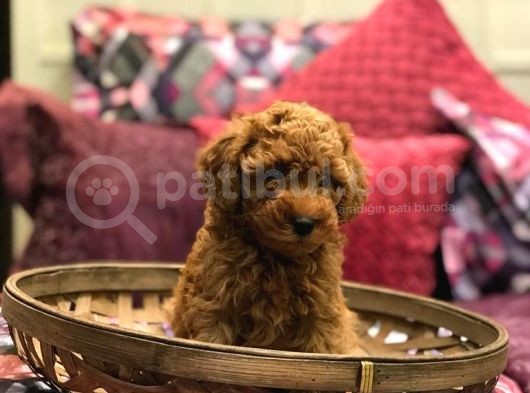 Red Brown Toy Poodle Yavrularim görsel