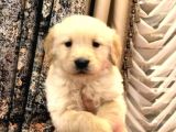 BEBEK YÜZ GOLDEN RETRİEVER YAVRULARIM TESLİME HAZIR