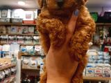 2 Aylık Toy Poodle Yavru
