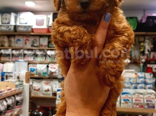 2 Aylık Toy Poodle Yavru görsel