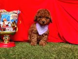 RED BROWN WC EĞİTİMLİ TOY POODLE YAVRULARIMIZ