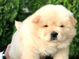 Irk Ve Sağlik Garanti̇li̇ Chow Chow Yavrularim