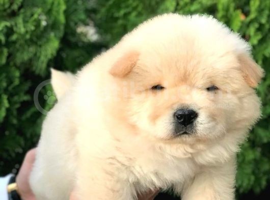 Irk Ve Sağlik Garanti̇li̇ Chow Chow Yavrularim görsel