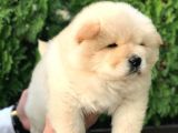 Irk Ve Sağlik Garanti̇li̇ Chow Chow Yavrularim