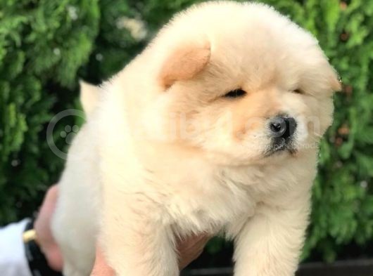Irk Ve Sağlik Garanti̇li̇ Chow Chow Yavrularim görsel
