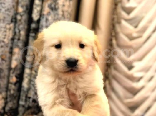 Bebek Yüz Golden Retri̇ever Yavrularim Tesli̇me Hazir görsel
