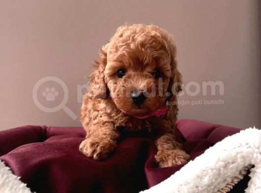 Mi̇ni̇ Boy Aşili Toy Poodle Yavrularimiz görsel