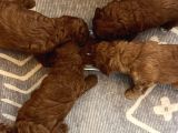 Toy Poodle Yavrular