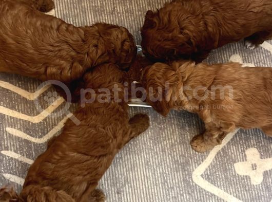 Toy Poodle Yavrular görsel