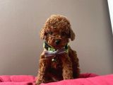 MİNİ BOY AŞILI TOY POODLE YAVRULARIMIZ