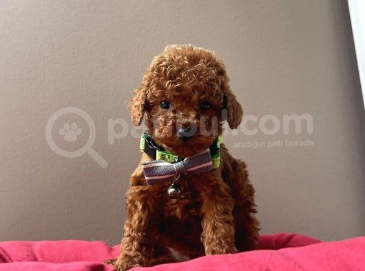 MİNİ BOY AŞILI TOY POODLE YAVRULARIMIZ