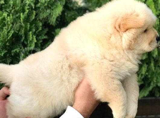 Irk Ve Sağlik Garanti̇li̇ Chow Chow Yavrularim görsel