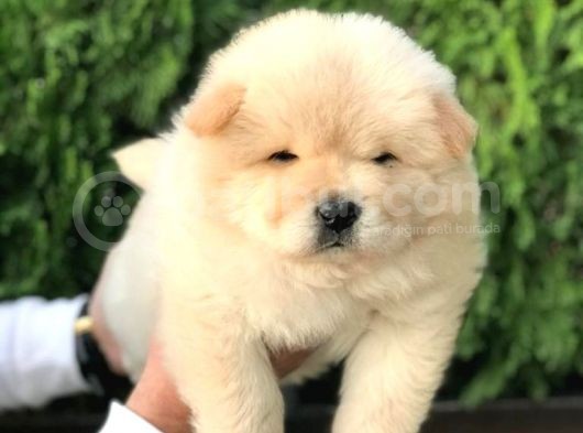 Irk Ve Sağlik Garanti̇li̇ Chow Chow Yavrularim