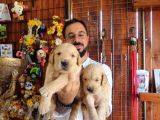 Bebek Yüzlü Golden A Kali̇te Irk