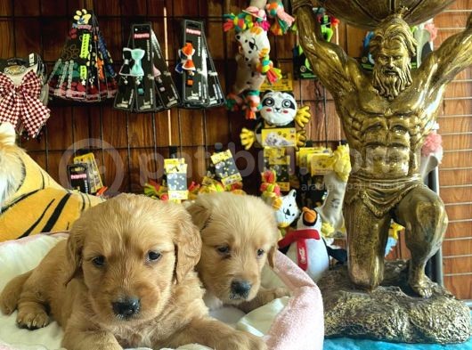 Bebek Yüzlü Golden A Kali̇te Irk görsel