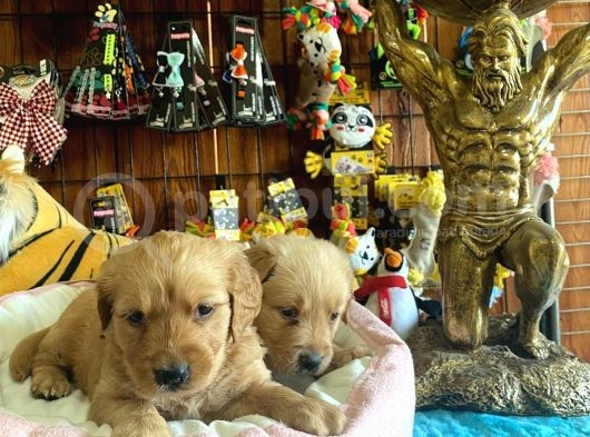 Bebek Yüzlü Golden A Kali̇te Irk görsel